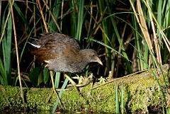 David Plant Photography - Wildlife Photographer - Moorhen juvenile - D